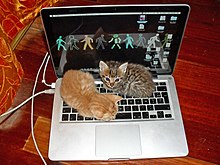 Kitten Laptop.jpg