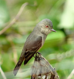 <span class="mw-page-title-main">Rufous-tailed tyrant</span> Species of bird