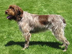 Wirehaired Pointing Griffon Korthals