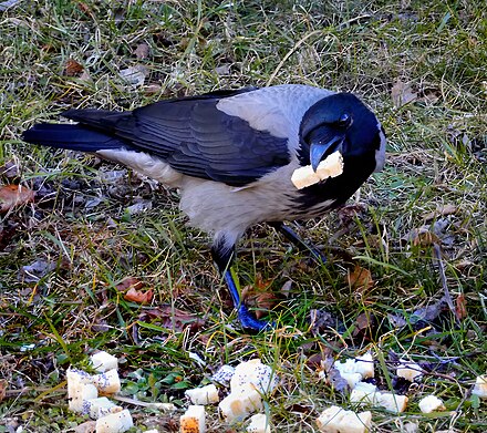 Among birds the Hooded crow is a typical omnivore.