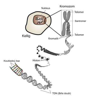 File:KromozomBrezhoneg.png