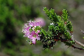 <i>Kunzea ciliata</i> species of plant