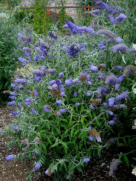 File:LS Buddleja 'Buzz Lavender', plant.jpg
