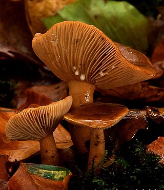 <i>Lactarius subdulcis</i> Species of fungus