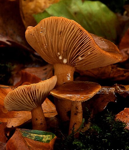 Lactarius subdulcis fruit bodies with prominent adnate gills. The shape, colour, density and other properties (for instance, the gills here leak latex) are important when identifying mushroom species.