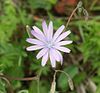 Lactuca perennis 160505.jpg