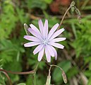 Lactuca perennis