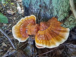 Lakkvaabik Ganoderma lucidum Foto: Sven Pruul