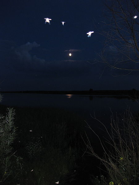 File:Laktyshy lake Belarus 2009 AD night komary.jpg