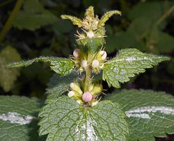 Lamium maculatum 2015-06-01 OB 084b.jpg