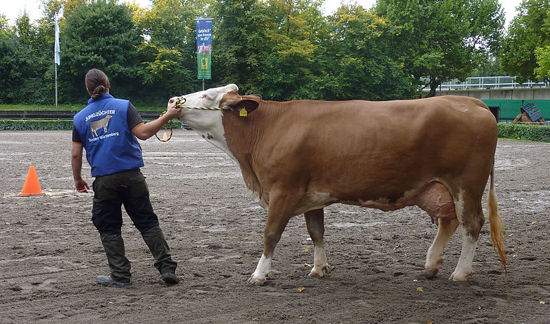 File:Landwirtschaftliches Hauptfest widerspenstige Kuh.jpg
