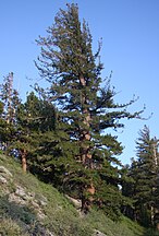 Pinus monticola