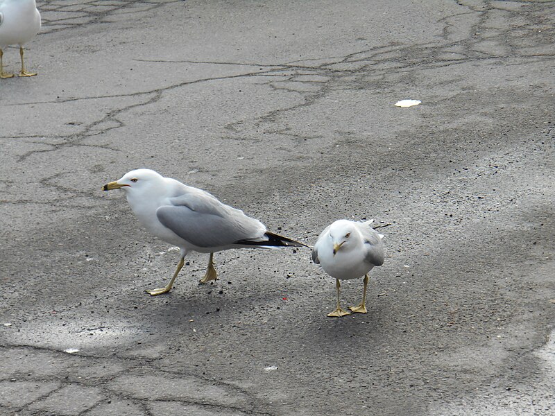 File:Larus delawarensis, Montreal 04.jpg