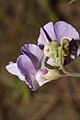 Lathyrus pauciflorus