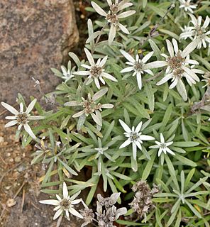 <i>Leontopodium sinense</i> Species of flowering plant