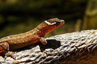 <i>Lepidoblepharis miyatai</i> Species of lizard