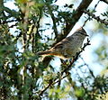 Thumbnail for Tufted tit-spinetail