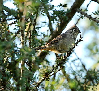 <span class="mw-page-title-main">Tufted tit-spinetail</span> Species of bird