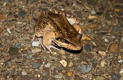 Rana gigante terrestre Leptodactylus pentadactylus