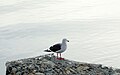 Gaviota gris (Leucophaeus scoresbii)