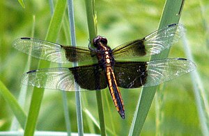 Ontario'da Libellula luctuosa (erkek)