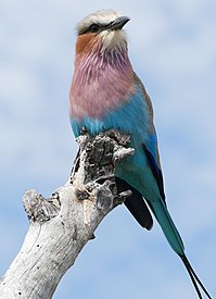 199px Lilac breasted Roller Vertical