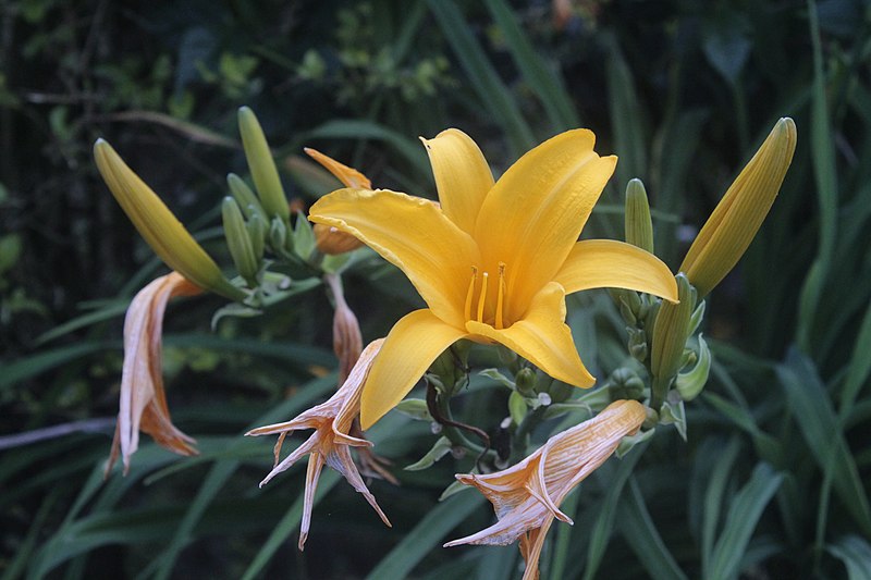 File:Lily Lilium botanic garden Limbe Cameroon.jpg
