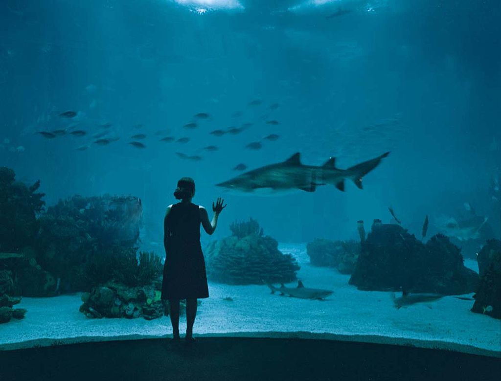 Jaw-Dropping Aquariums You Should Consider Visiting
