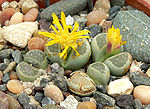 Miniatura para Lithops hallii