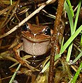 Litoria ewingii03.jpg