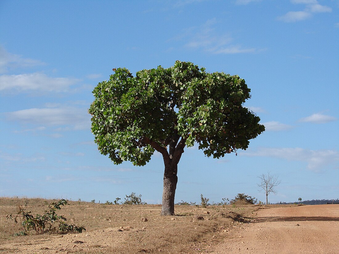 Curatella americana