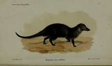 Long-nosed mongoose.png