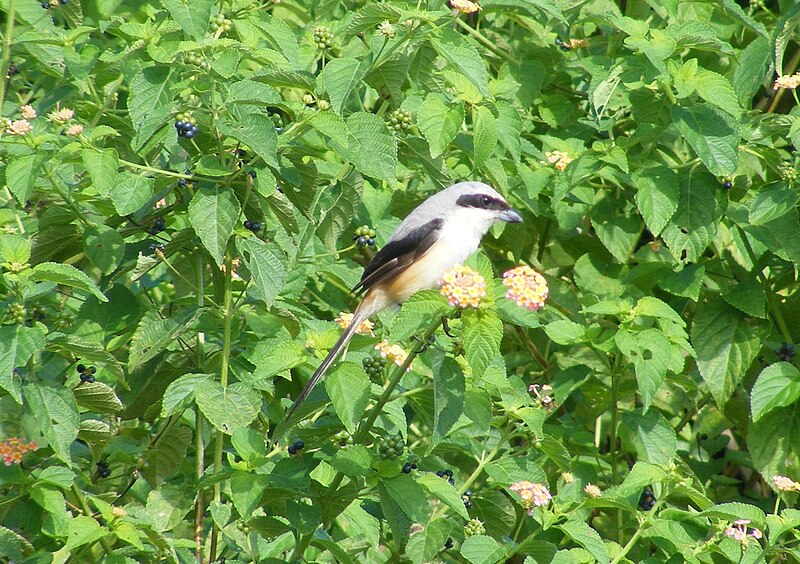 File:Long-tailed Shrike Lanius schach Yavatmal Maharashtra Sept 2011 (3).JPG