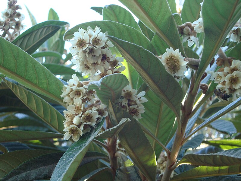 File:Loquat flowers - panoramio (1438).jpg