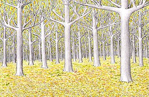 Artist's impression of a stand of J. R. R. Tolkien's fictional Mallorn trees with green and silver leaves in the Elvish stronghold of Lothlorien Lothlorien.jpg