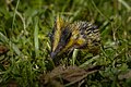 * Nomination Lowland Streaked Tenrec (Hemicentetes semispinosus) - Madagascar --Snowmanstudios 09:44, 26 July 2023 (UTC) * Promotion  Support Good quality. --Ermell 10:25, 26 July 2023 (UTC)