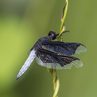 <i>Palpopleura lucia</i> Species of dragonfly