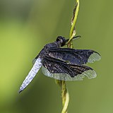 Lucia widow (Palpopleura lucia) male Principe.jpg