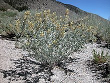 Lupinus padre-crowleyi in California's Eastern Sierra, July 9, 2003 Lupinus padre-crowleyi in California's Eastern Sierra, July 9, 2003.jpg