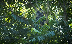 Lutung atau langur