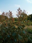 Macleaya microcarpa