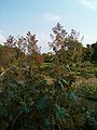 Macleaya microcarpa Habitus BotGardBln0906.JPG