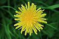 * Nomination Macro photograph of a dandelion (Taraxacum) flower. Taken near Great Missenden, UK. --Prosthetic Head 13:00, 9 May 2018 (UTC) * Promotion  Support Good quality. --El Grafo 10:00, 10 May 2018 (UTC)