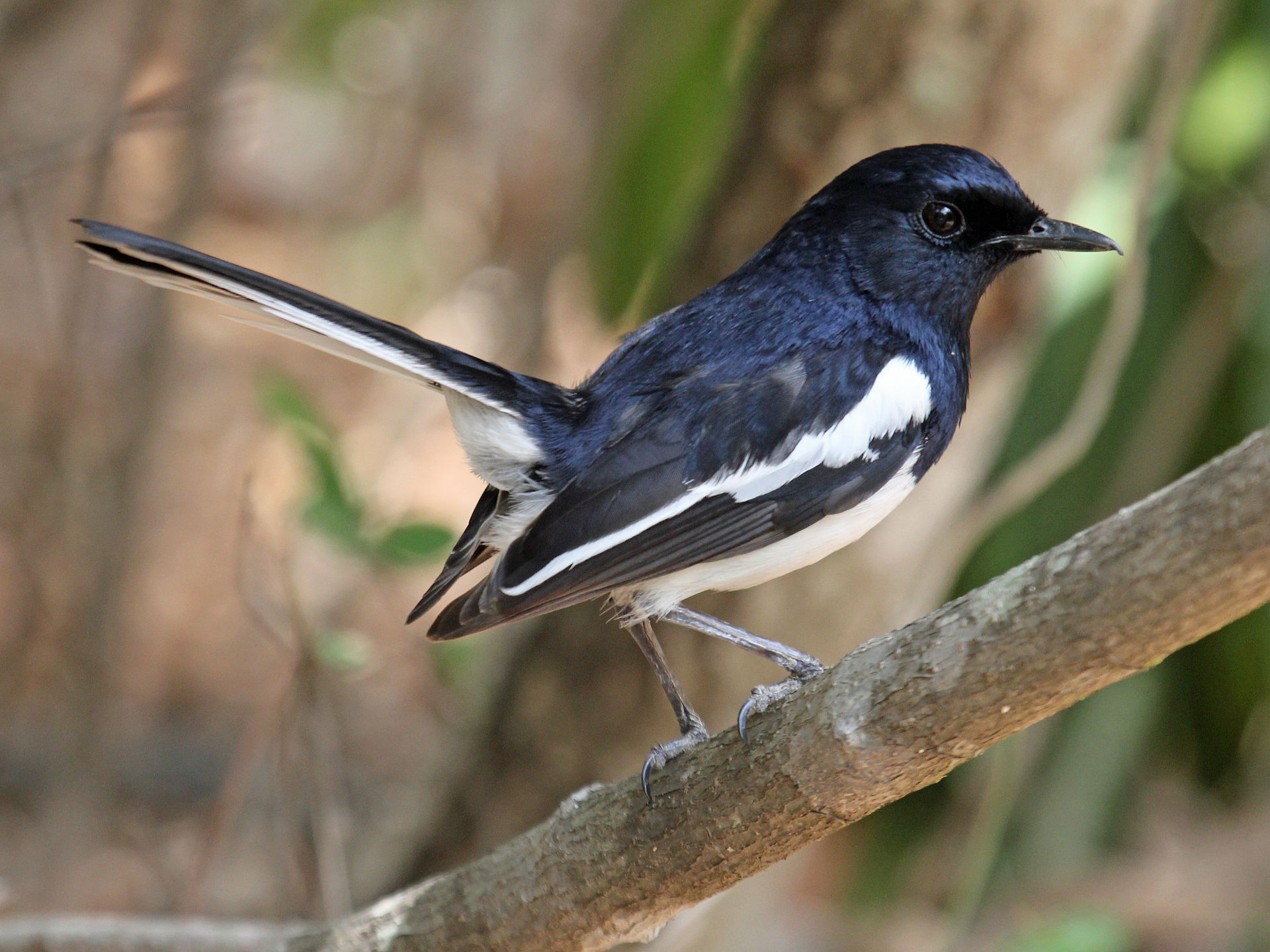 Madagascan magpie-robin - Wikipedia