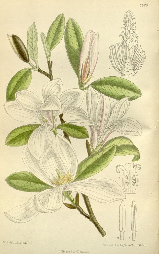 Magnolia kobus - Wikiwand