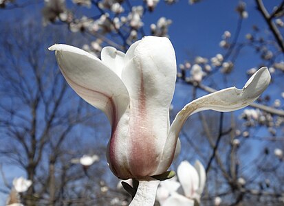 M. sprengeri flower, Arnold Arboretum of Harvard University, accession #228-2005*A.