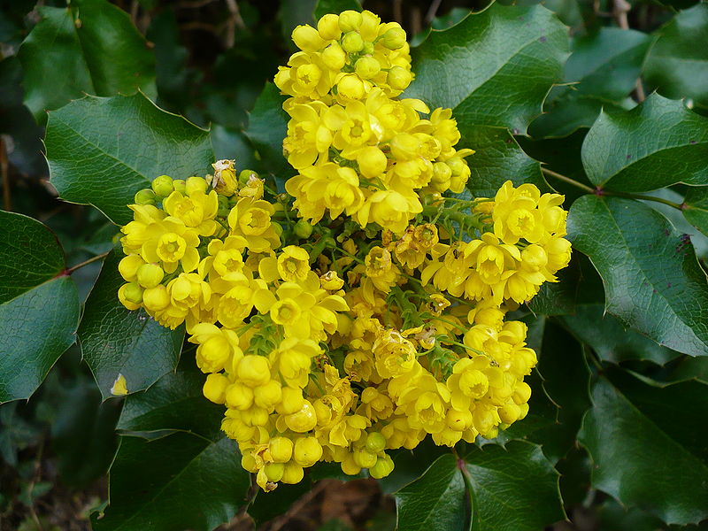 File:Mahonia aquifolium flowers and leaves.jpg