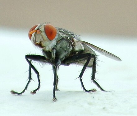 Makkhi (house fly)