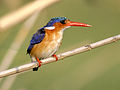 Malachite Kingfisher 2.jpg