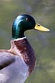 * Nomination: Mallard duck head --PierreSelim 05:03, 10 April 2012 (UTC) * * Review needed